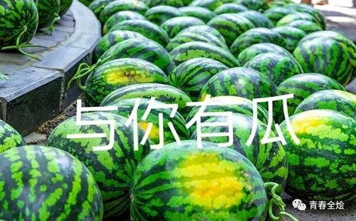 康县网红吃瓜二拼是谁家的,揭秘康县神秘美食家族传奇