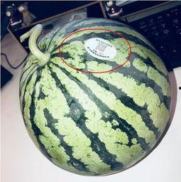 网红吃瓜总结,揭秘娱乐圈幕后真相